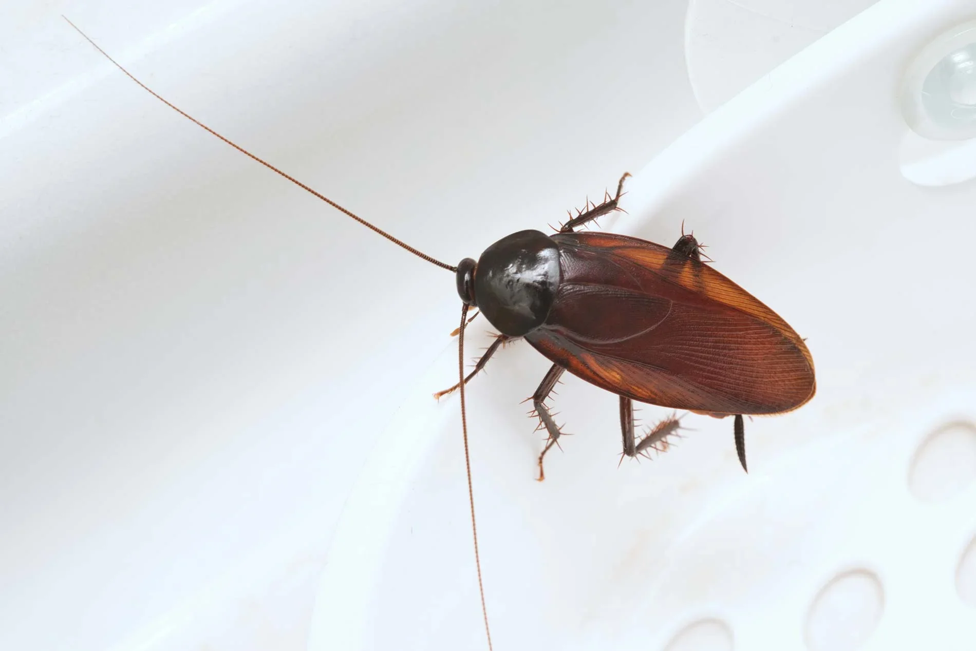 Kahverengi Bantlı Hamam Böceği